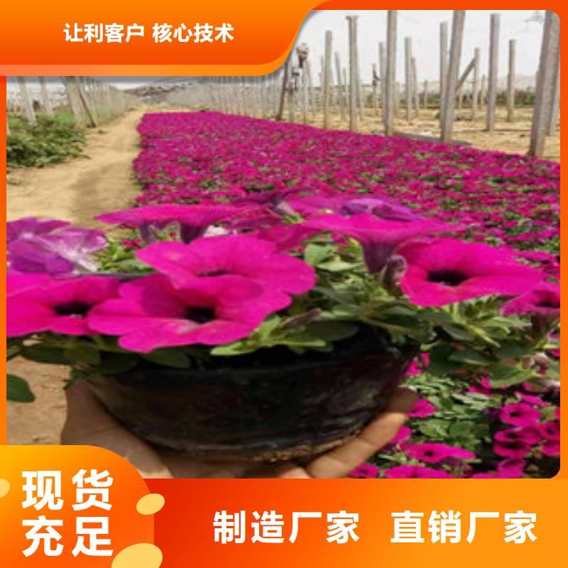宿根花卉客户至上