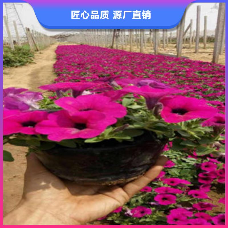 宿根花卉制造工厂