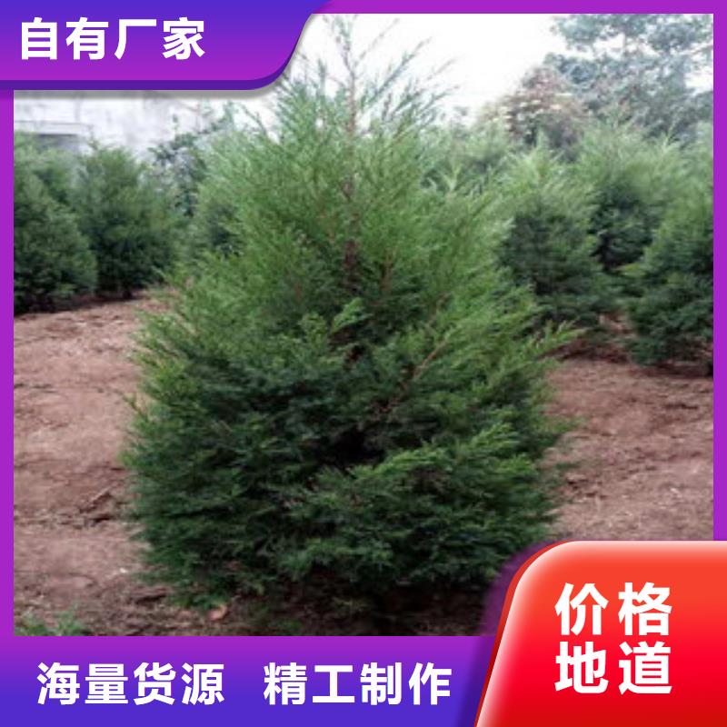 宿根花卉厂家送货及时