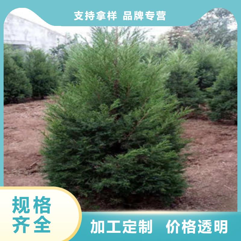 宿根花卉定做_九鼎花卉园艺场
