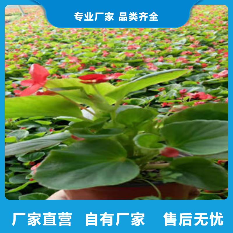 宿根花卉包邮