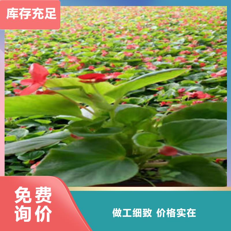 宿根花卉欢迎到厂实地考察