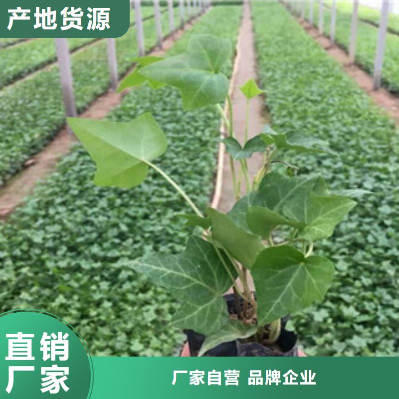 专业销售宿根花卉-热销