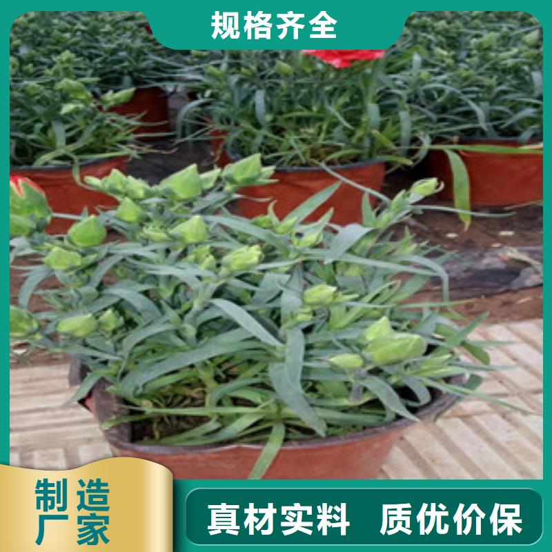 宿根花卉大量现货充足