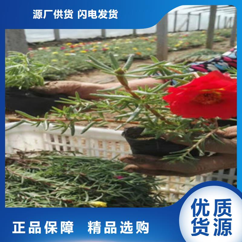 宿根花卉质量有保障的厂家
