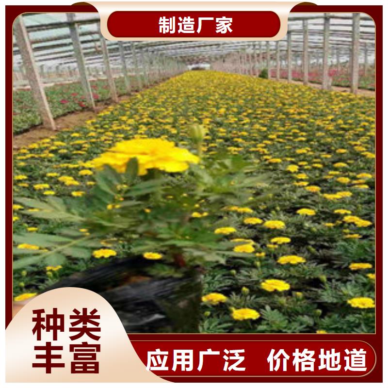 宿根花卉厂家资讯