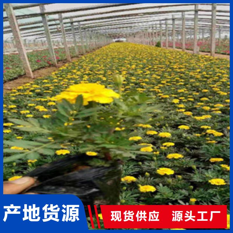 宿根花卉-值得信任