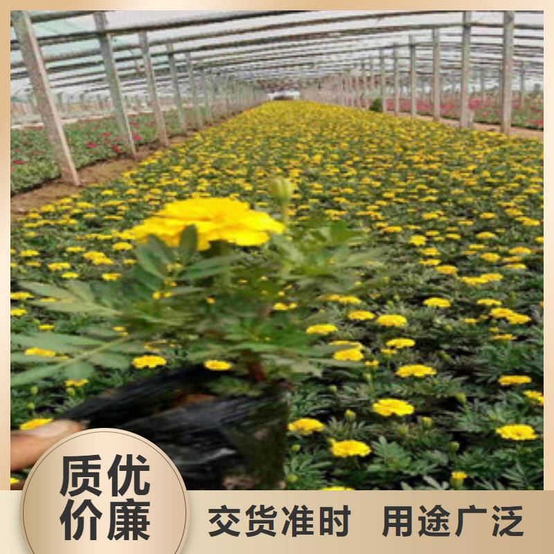 宿根花卉欢迎到厂实地考察