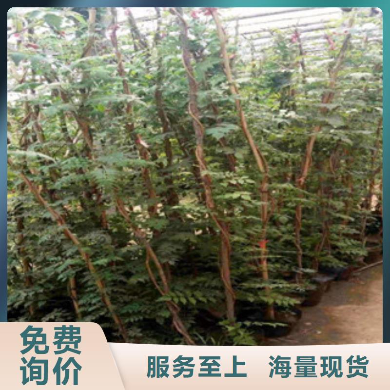 宿根花卉客户至上