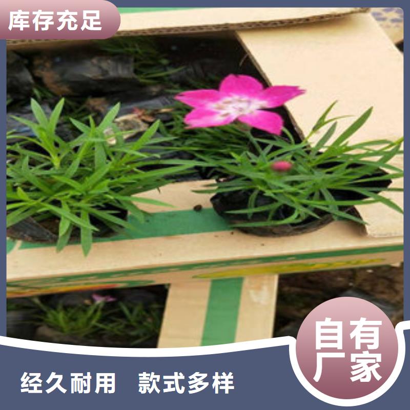 宿根花卉包邮