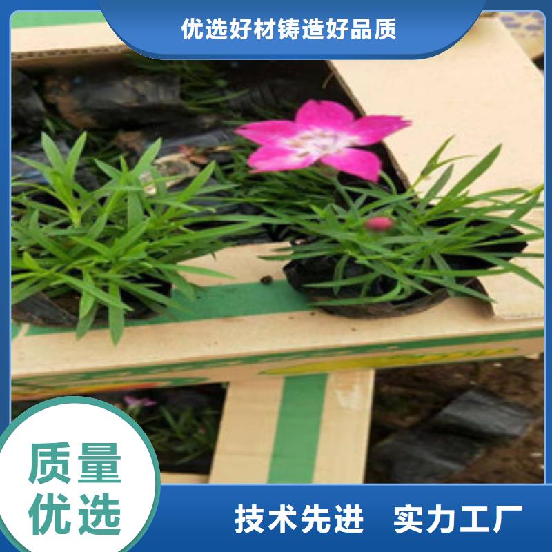宿根花卉匠心品质