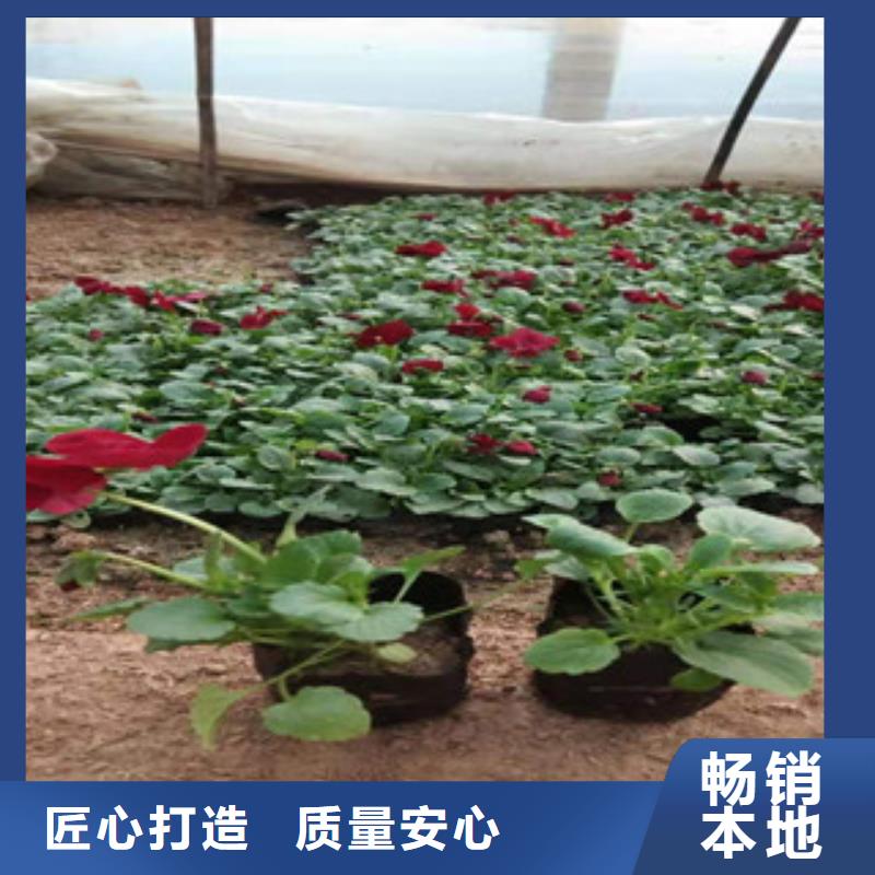 宿根花卉厂家-专心做产品
