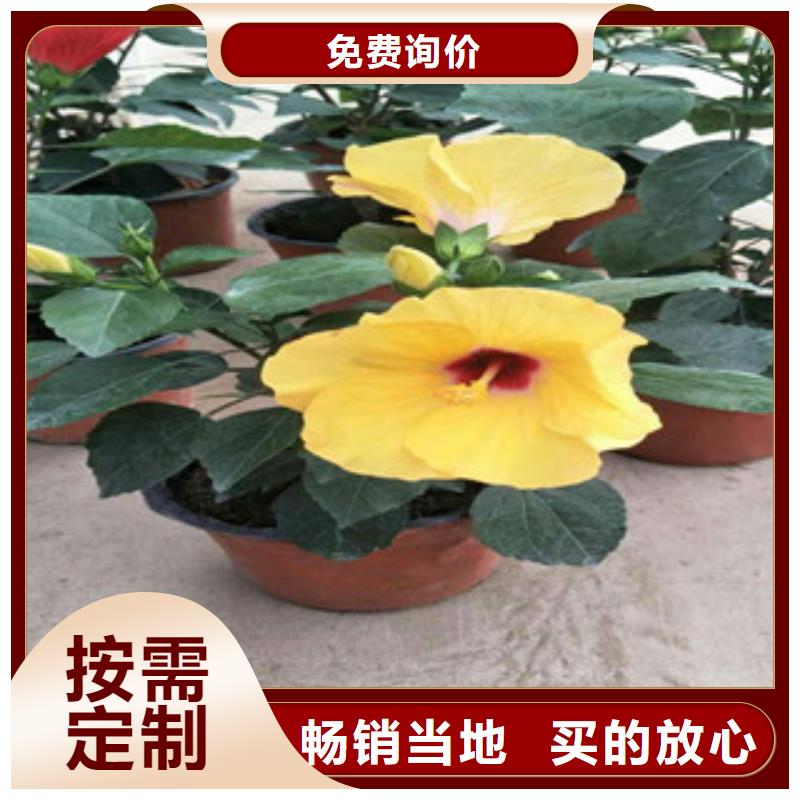供应批发花海设计-品牌