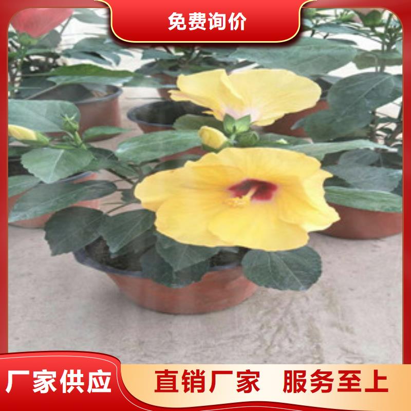 花海设计不怕同行比质量