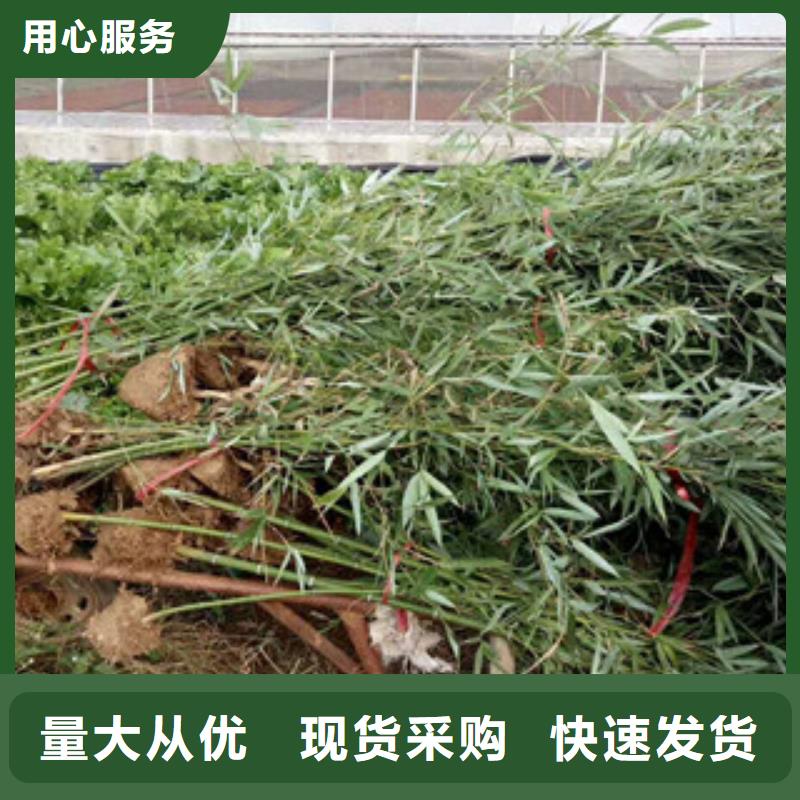 花海设计-质量不用愁