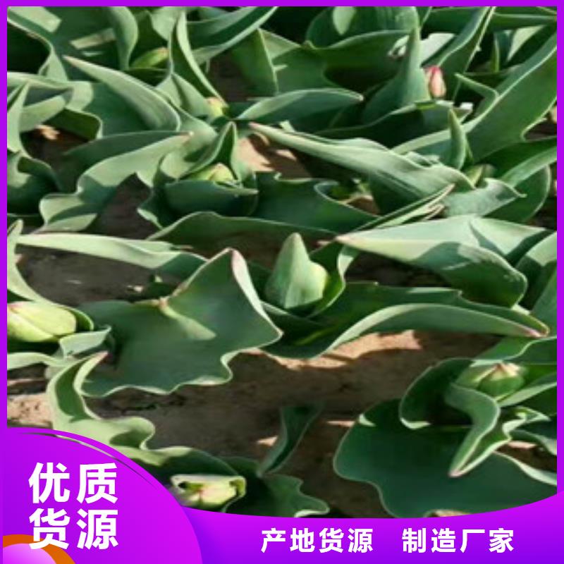 花海设计量大价格从优