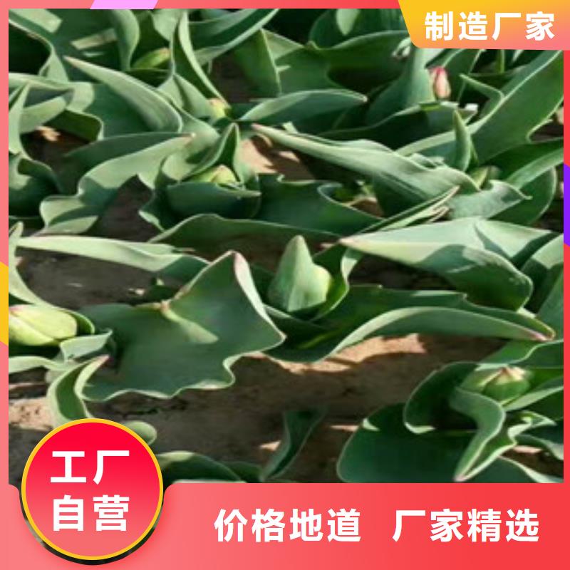 常年供应花海设计-热销