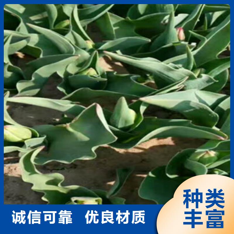 花海设计-产品规格齐全