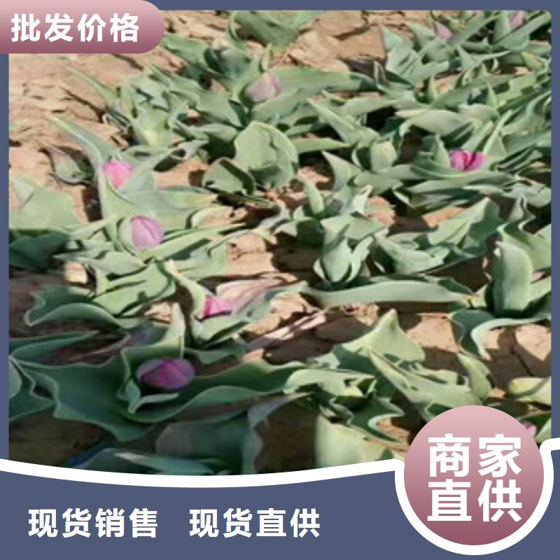 生产花海设计的供货商