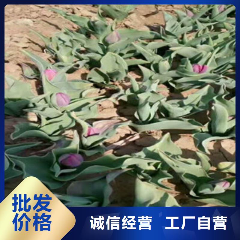 花海设计|花海设计厂家现货