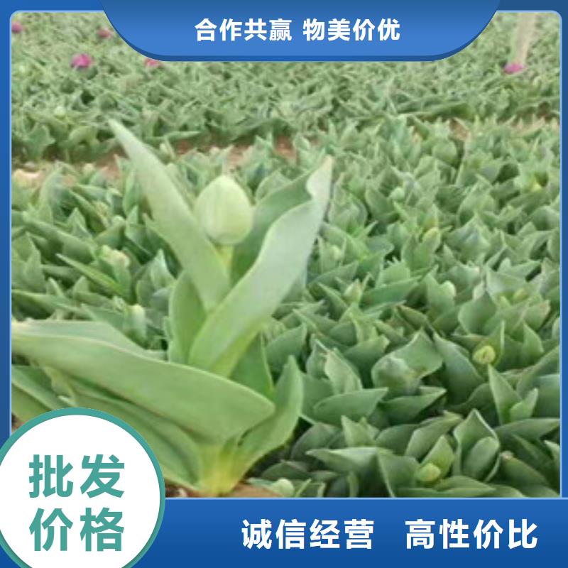 专业生产制造花海设计供应商