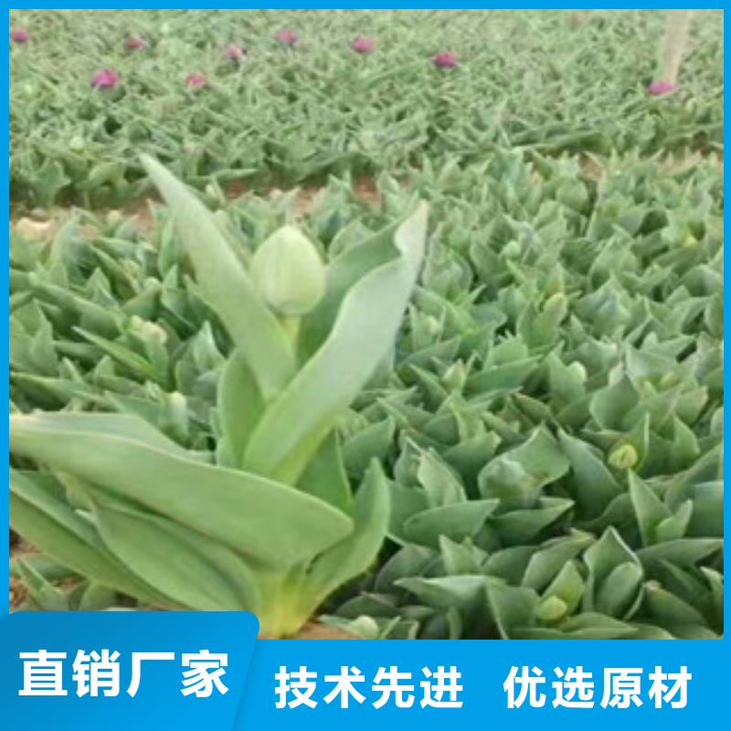 常年供应花海设计-大型厂家