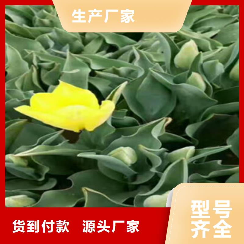 花海设计价格品牌:九鼎花卉园艺场