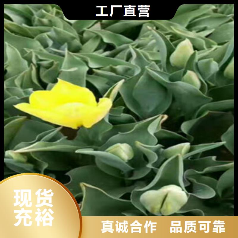 花海设计便宜批发