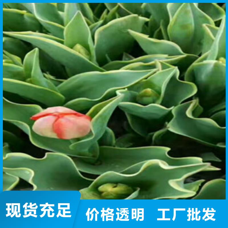 花海设计不怕同行比质量