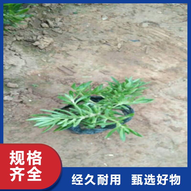 花海设计生产销售