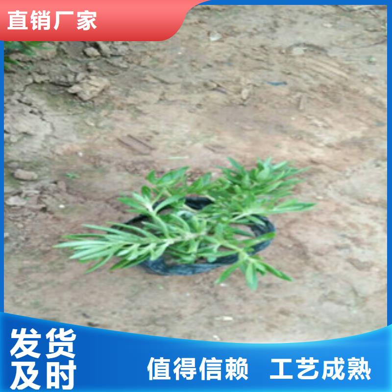 花海设计型号汇总