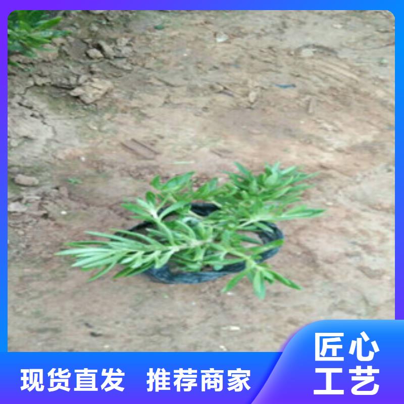 花海设计价格便宜