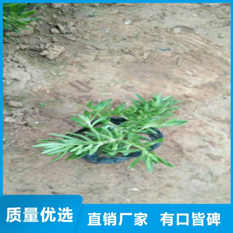 花海设计不怕同行比质量