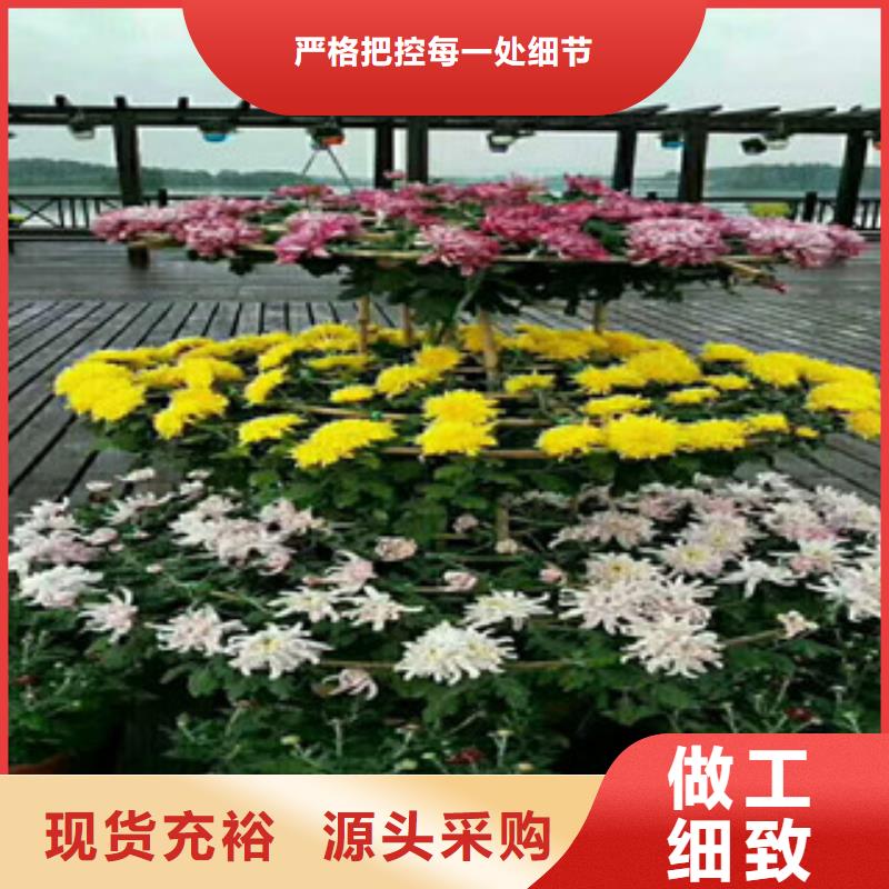 花海设计哪家好