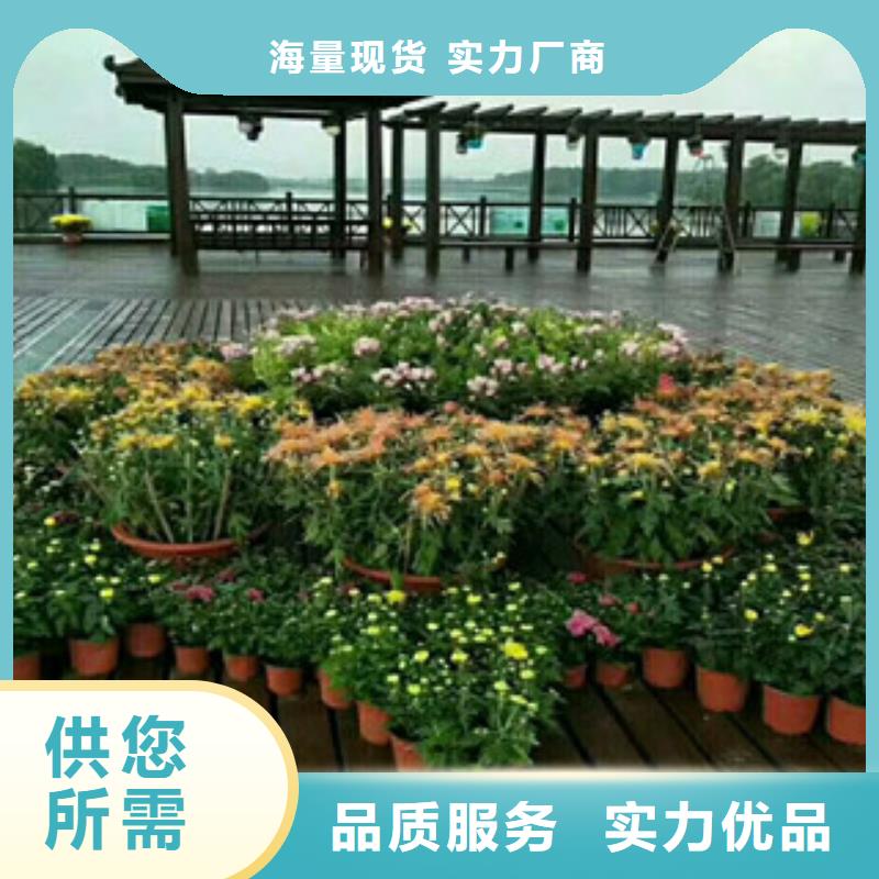 高品质花海设计_花海设计厂商
