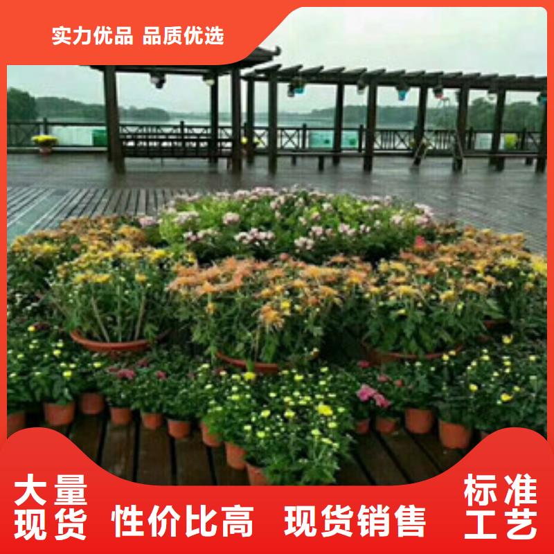专业生产制造花海设计供应商