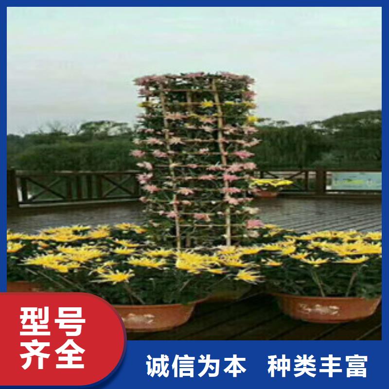 优质花海设计的生产厂家