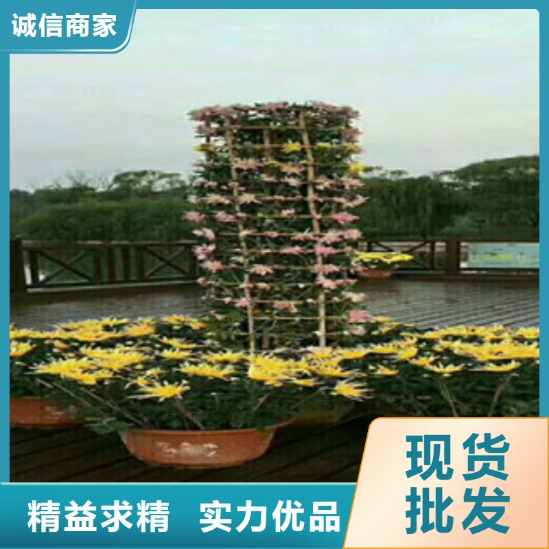 规格齐全的花海设计基地