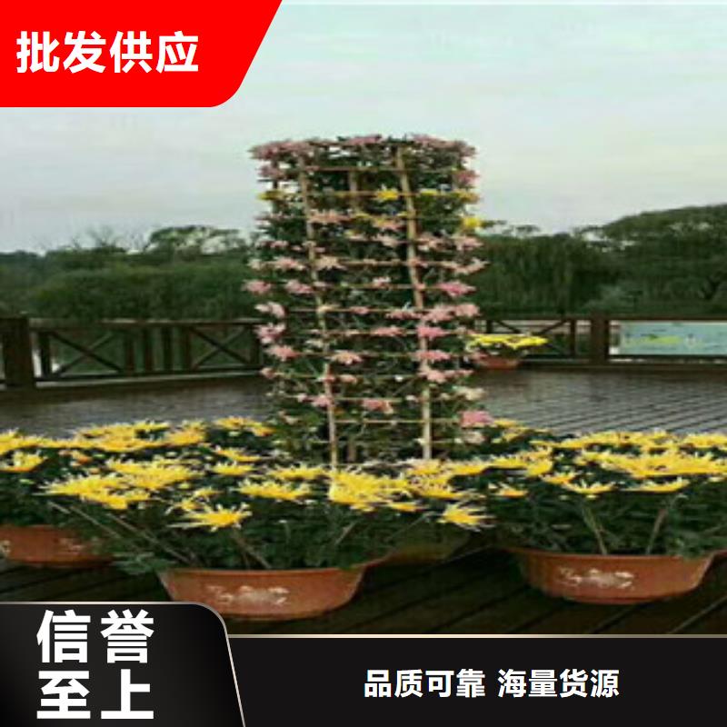2025现货供应##花海设计##型号齐全