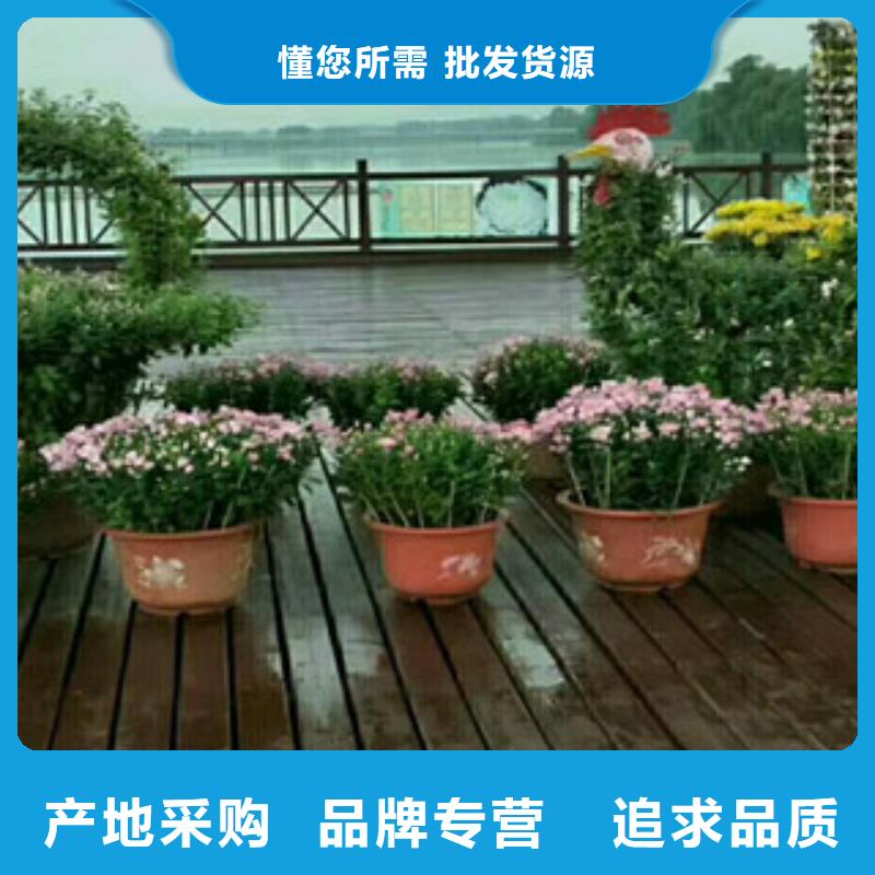 选购花海设计认准九鼎花卉园艺场