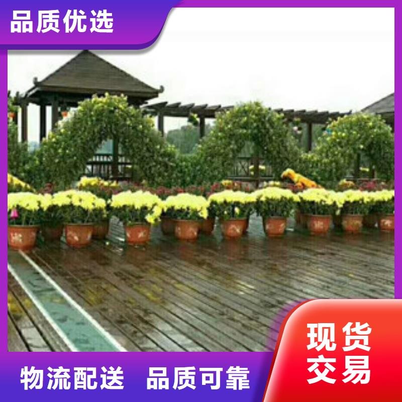 优质花海设计库存充足