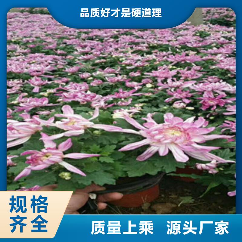 卖花海设计的供货商