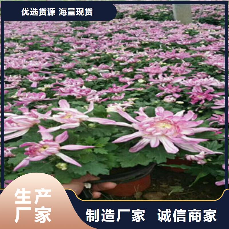 #花海设计#-重信誉厂家