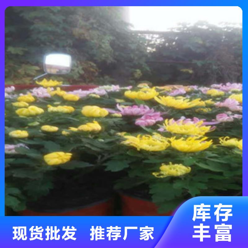 现货供应花海设计的厂家