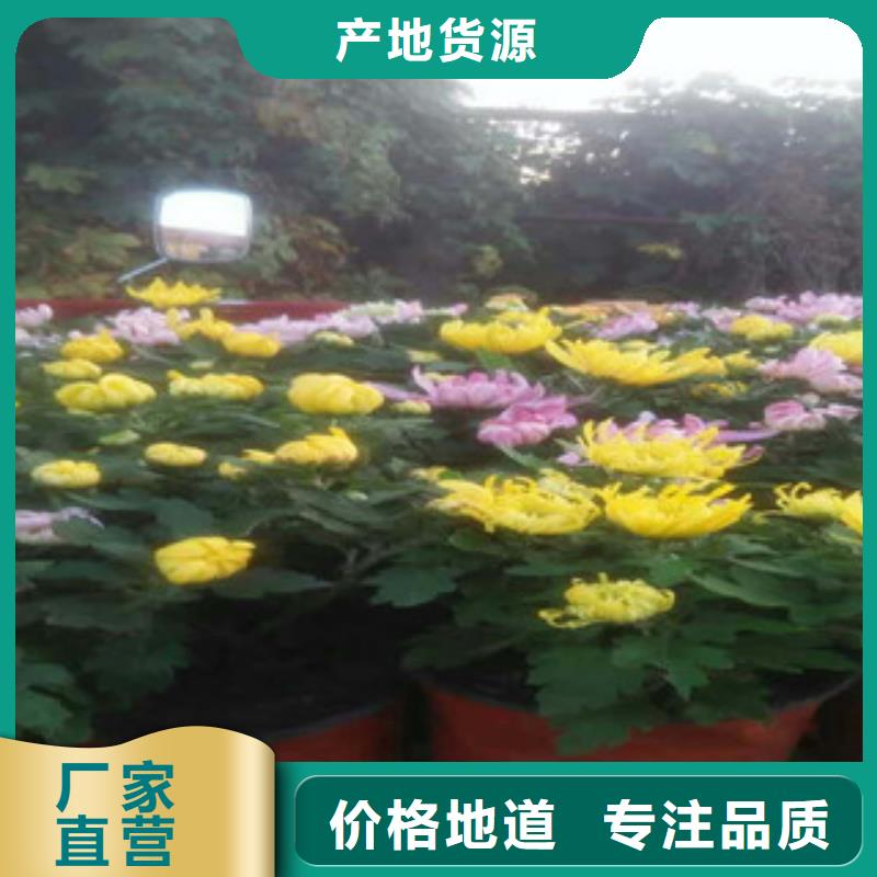 花海设计-2025厂家热销产品