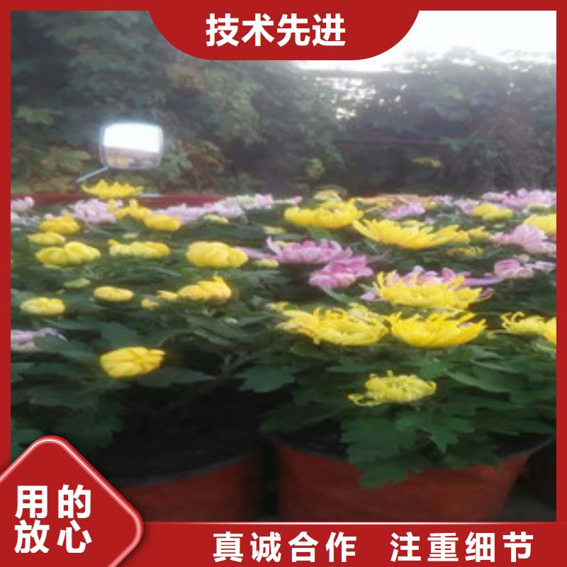 卖花海设计的供货商
