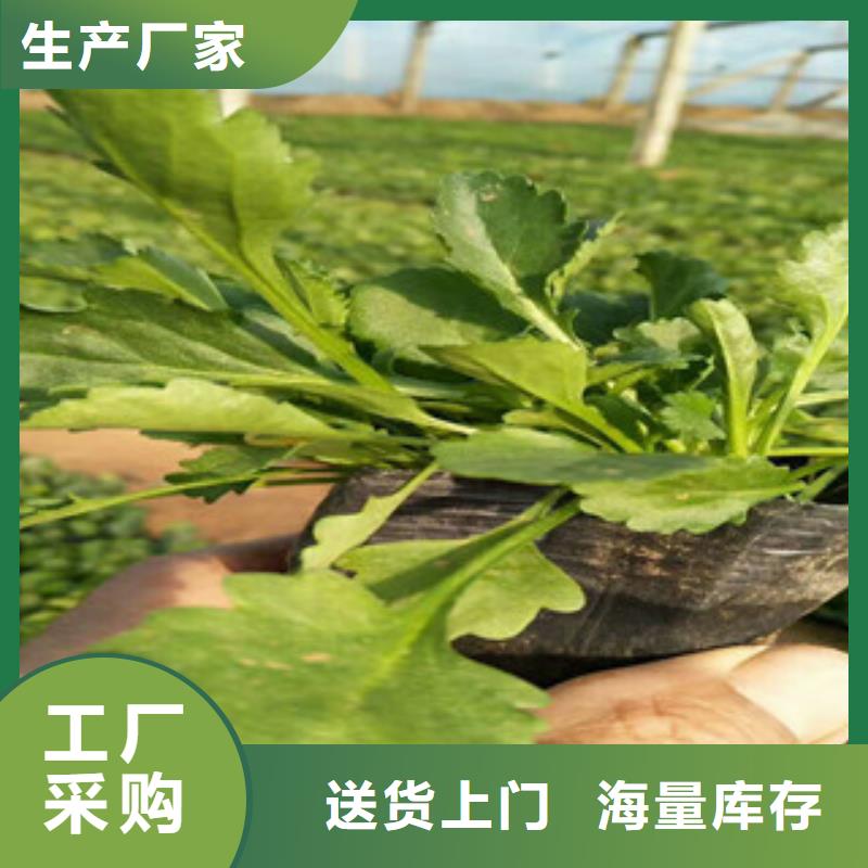 花海设计现货充裕