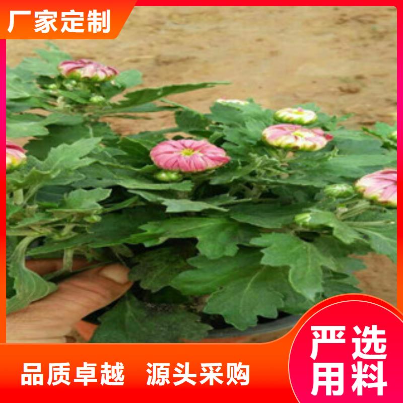 常年供应花海设计-热销