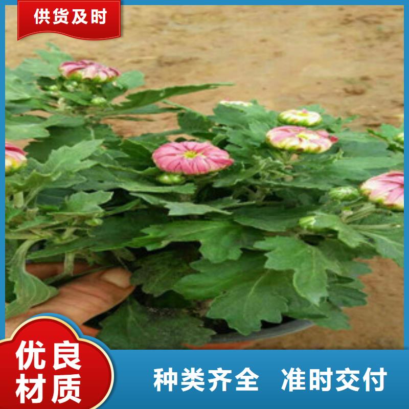 花海设计优质货源
