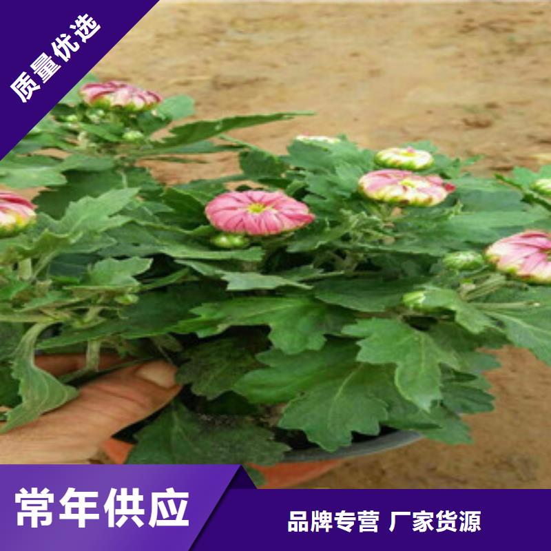 口碑好的花海设计厂家